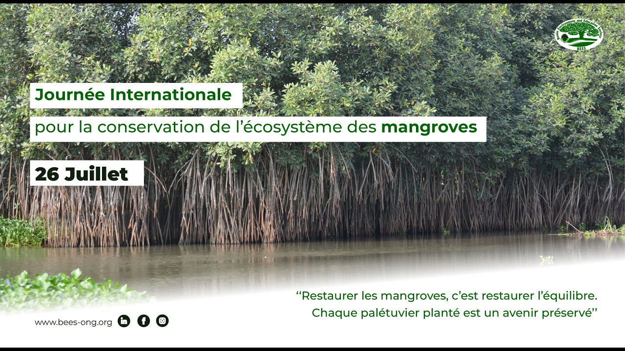 26 JUILLET : JOURNEE INTERNATIONALE POUR LA CONSERVATION DE L'ECOSYSTEME DES MANGROVES