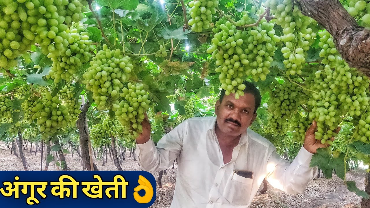 Famous Grapes Farming in Maharashtra India|Angur ki kheti in hindi