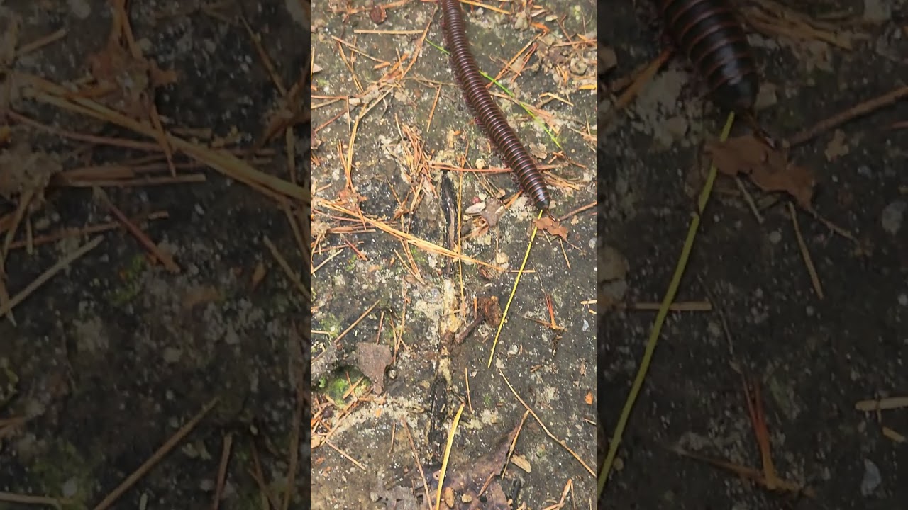 Forest Millipede #milipede #insects #bugs #nature #forest #vaporwave #seapunk