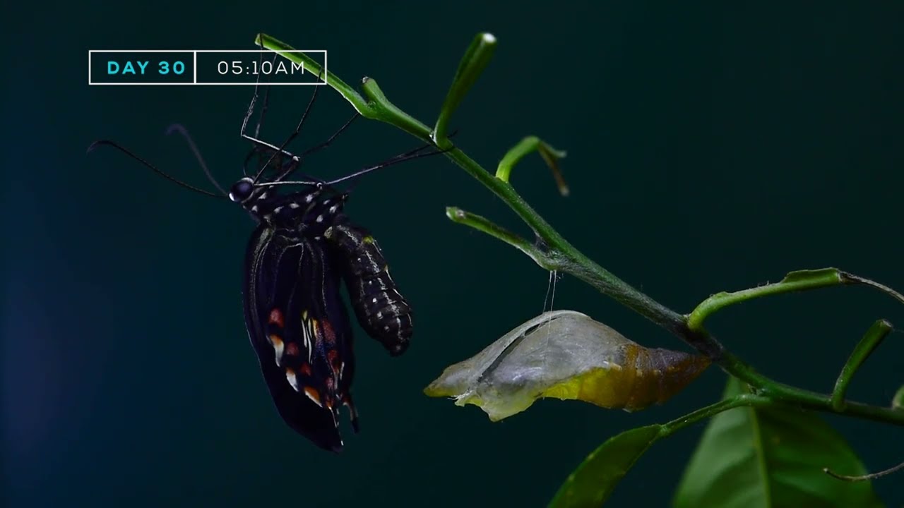Egg to adult butterfly entire lifecycle with all the transformation details, Common Mormon Lifecycle