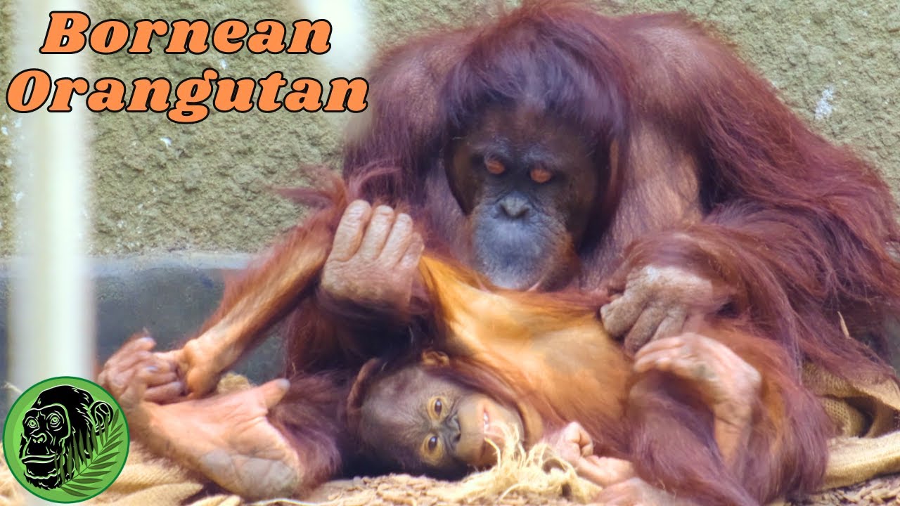 Fun Time With Mum For The Bornean Orangutans