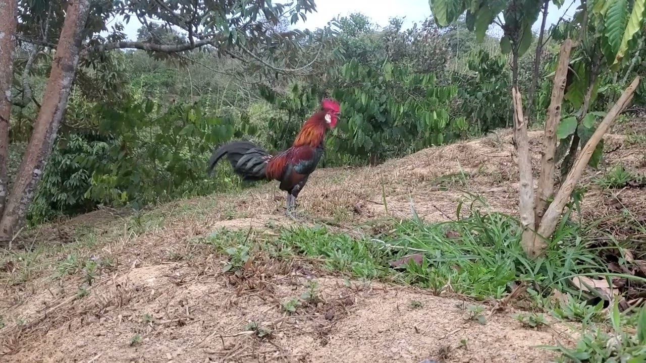 Trap wild chickens with bait or let them loose to get the bait  01/25/2026