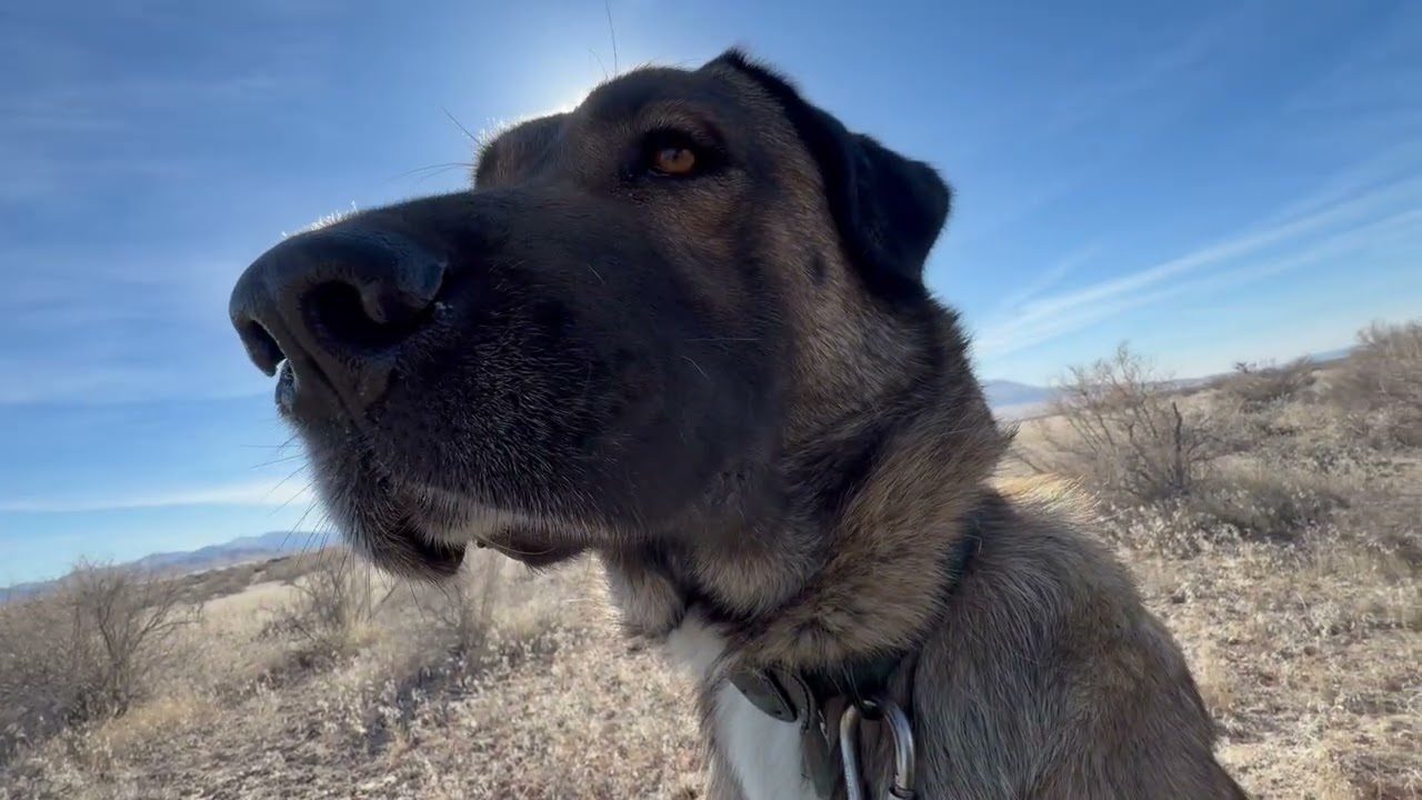 Daisy@Landracefarmlgdrescue 