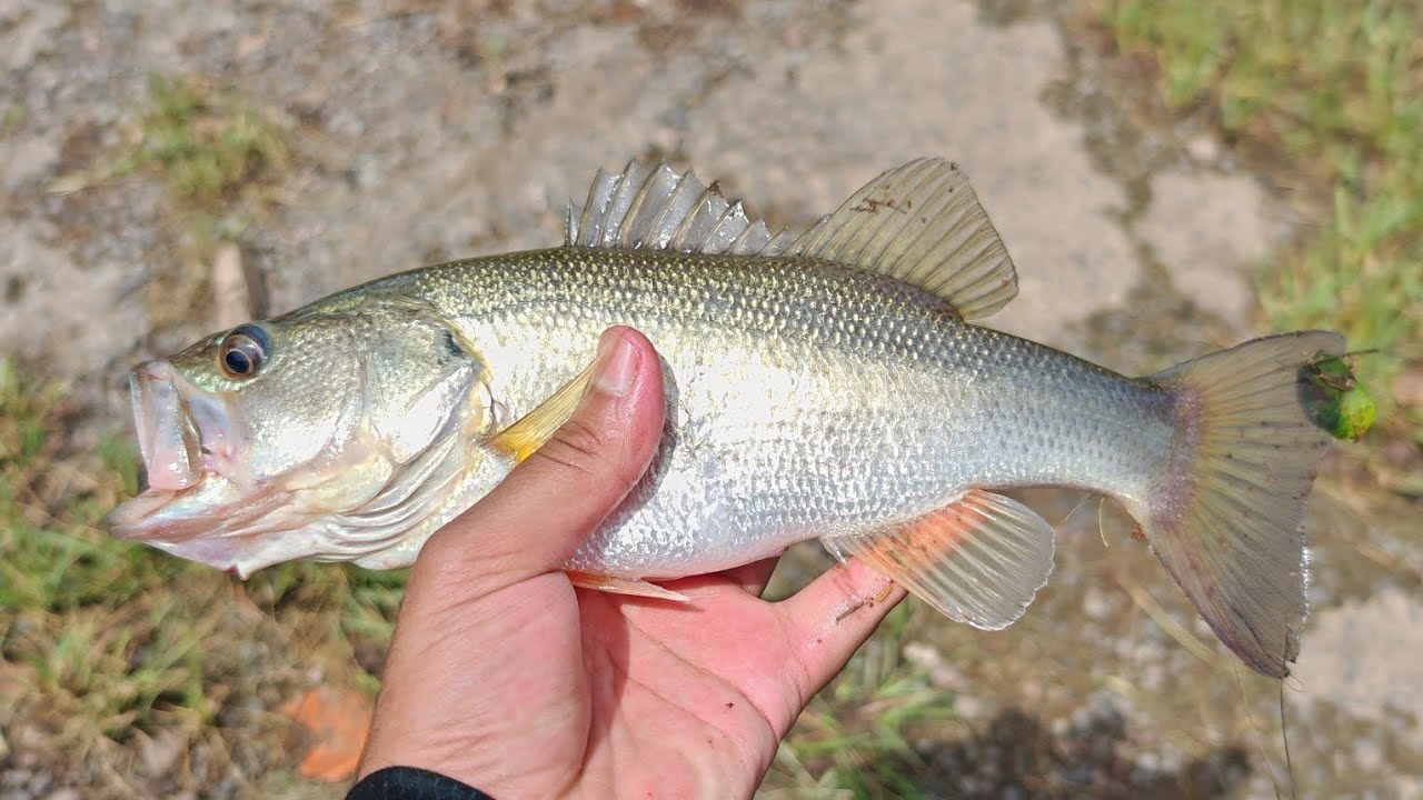 Fishing for Big Bass at Hazelmere Dam