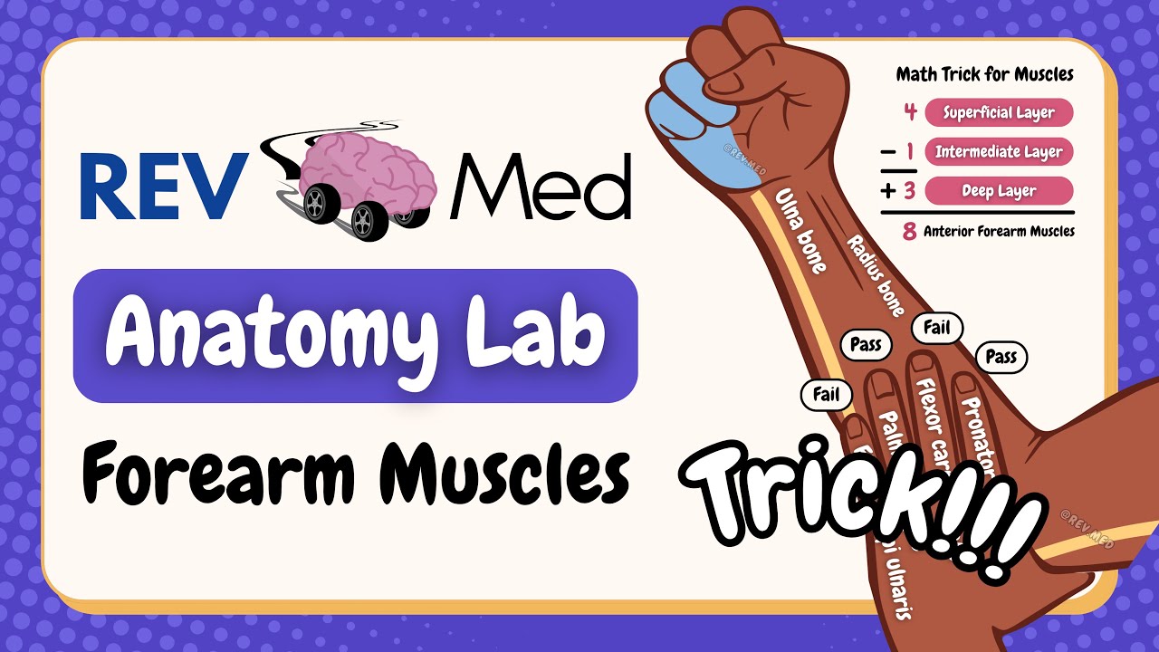 Forearm Muscles (anterior compartment) and Tricks | REV MED Anatomy Lab