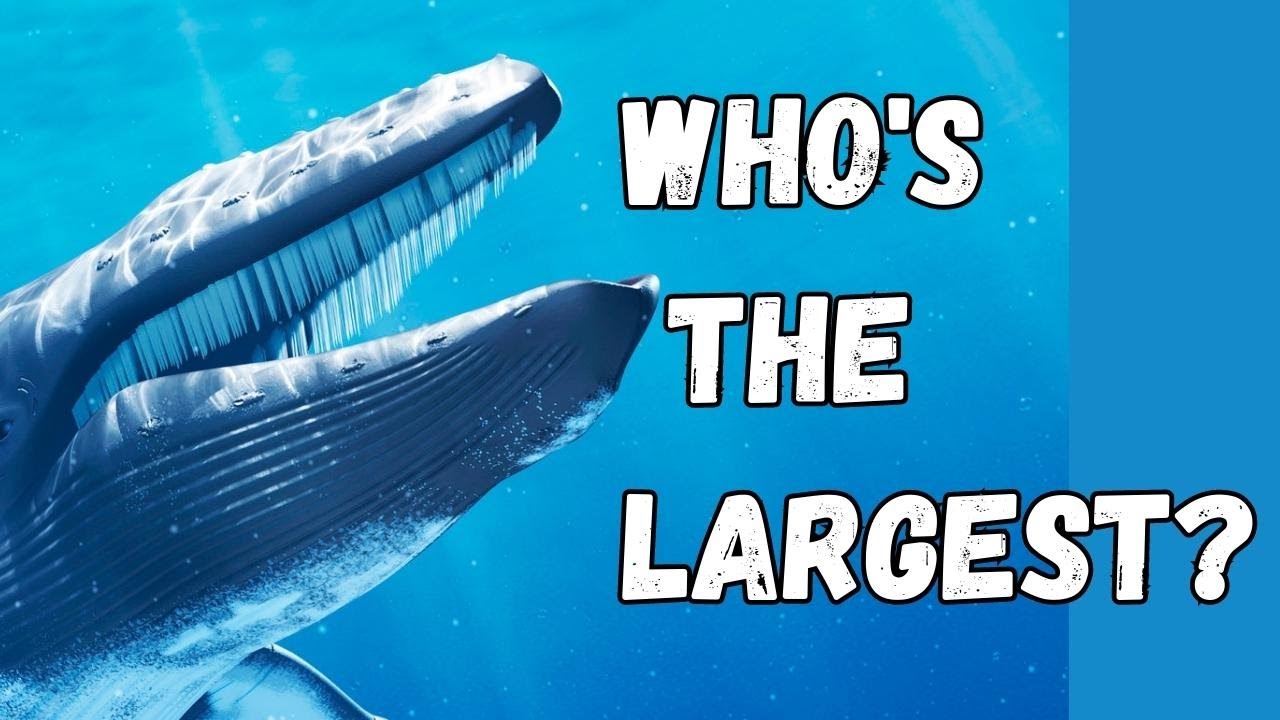The Largest Animal to Ever Roam Earth