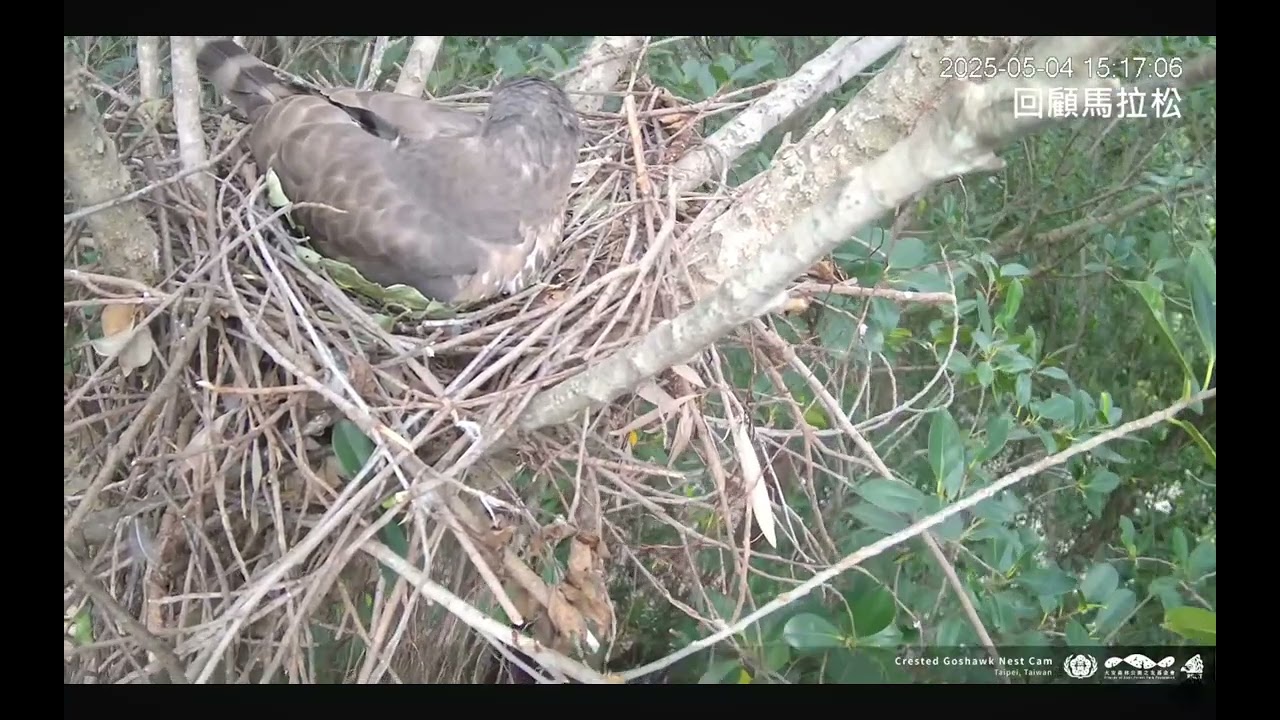 好晃啊🫨#鳳頭蒼鷹 #台灣猛禽研究會