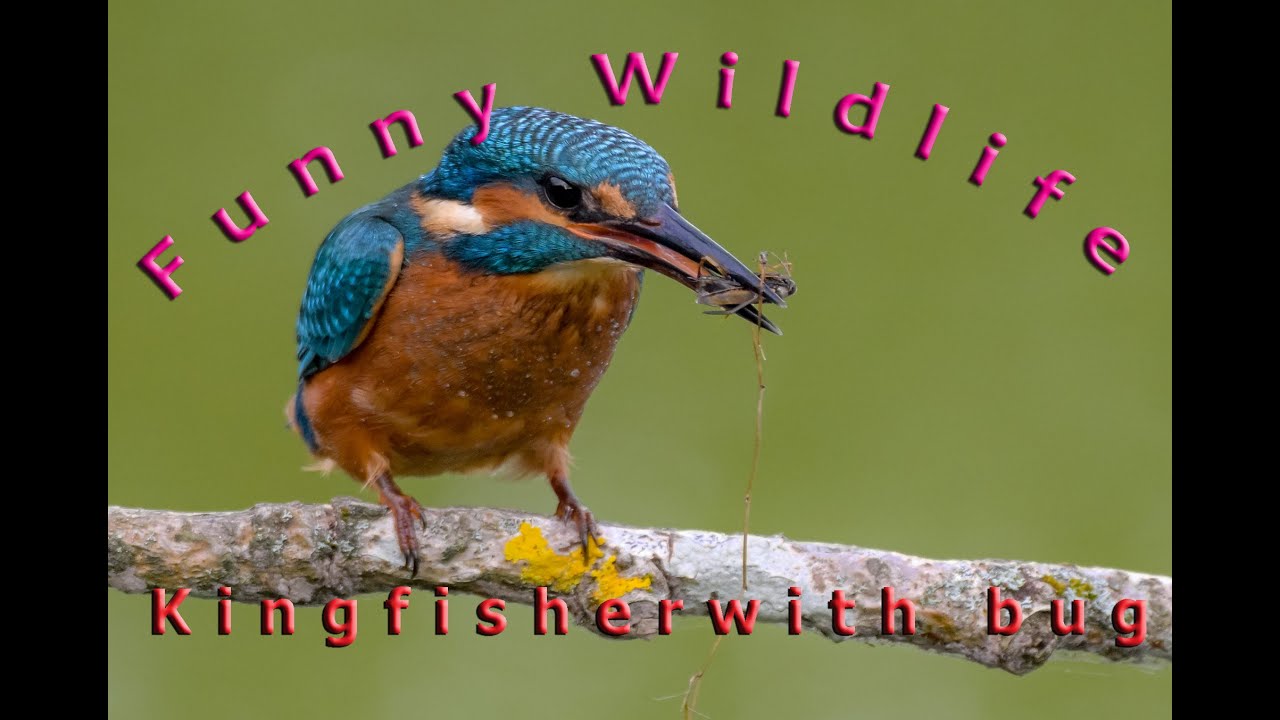 Kingfisher bug lunch