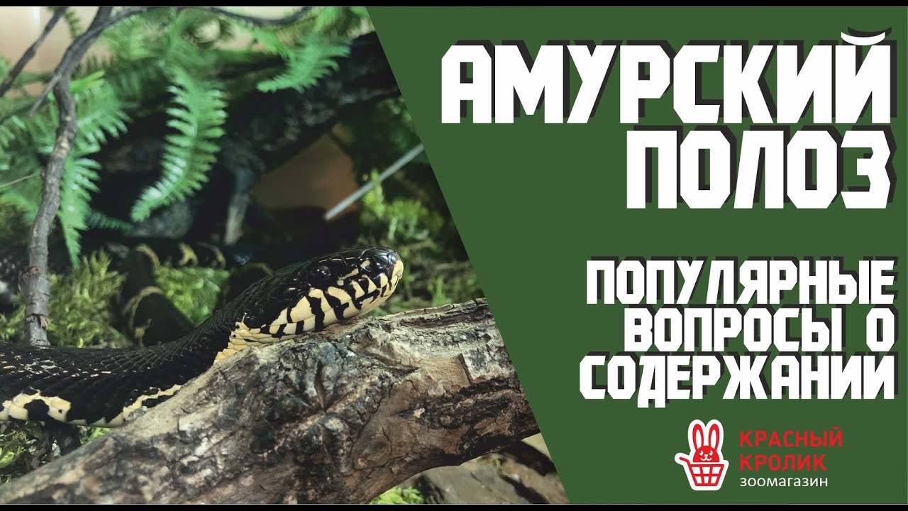 Амурский полоз. Популярные вопросы о содержании полозов.