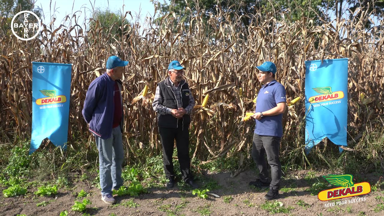 DKC6492 - Sakarya, Adapazarı & Taşlık