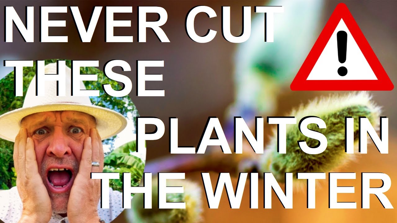 Never Cut, Prune or Trim these Plants in Winter