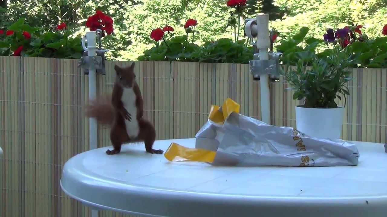 Eichhörnchen stürmen Hamburger Balkon