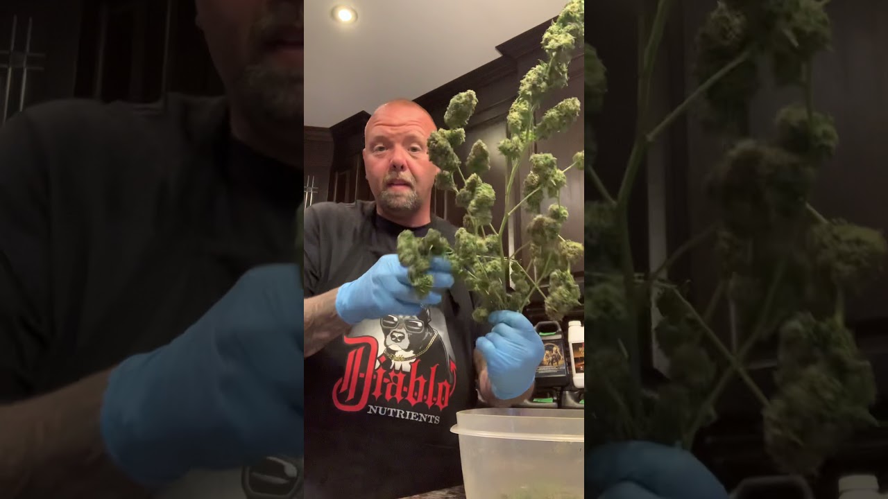 Hps vs led grow lights