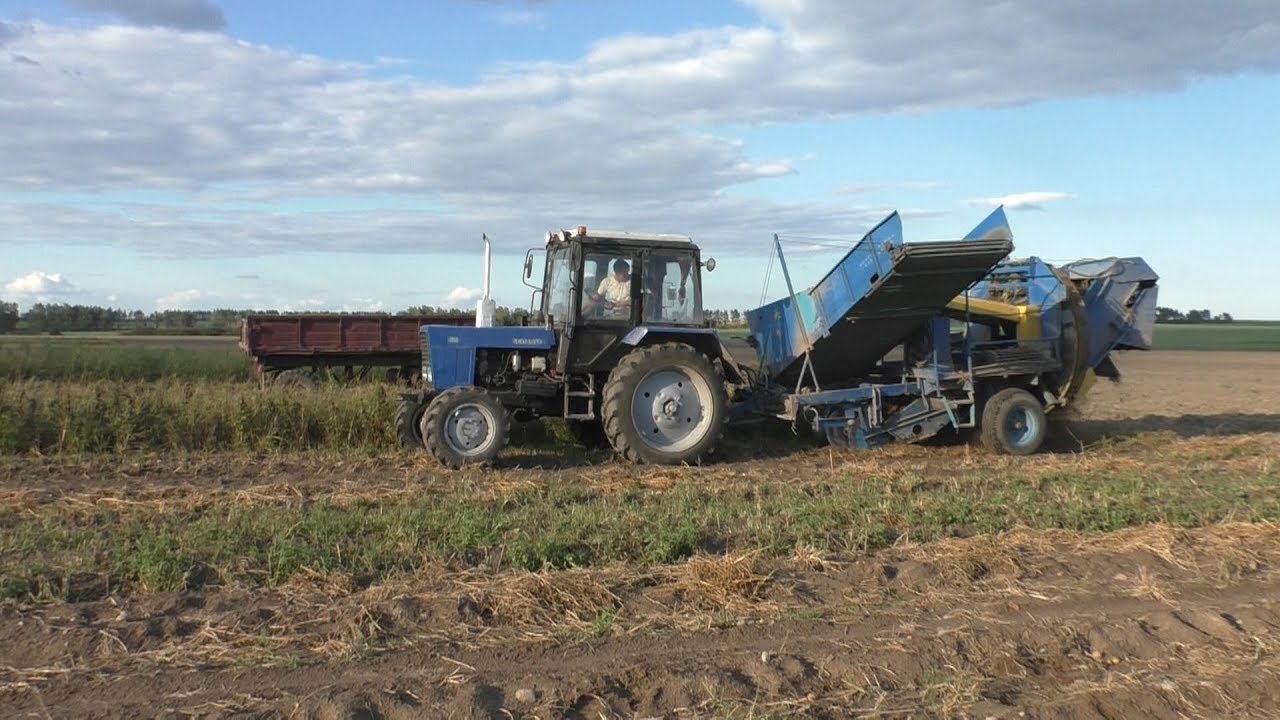 уборка картофеля комбайном Анна z 644 2019