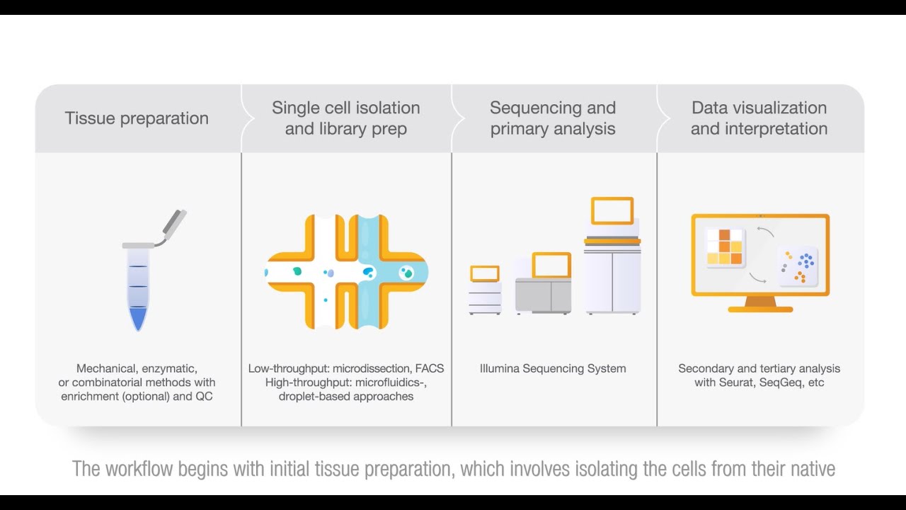 Illumina Single-cell Sequencing and Analysis Workflow