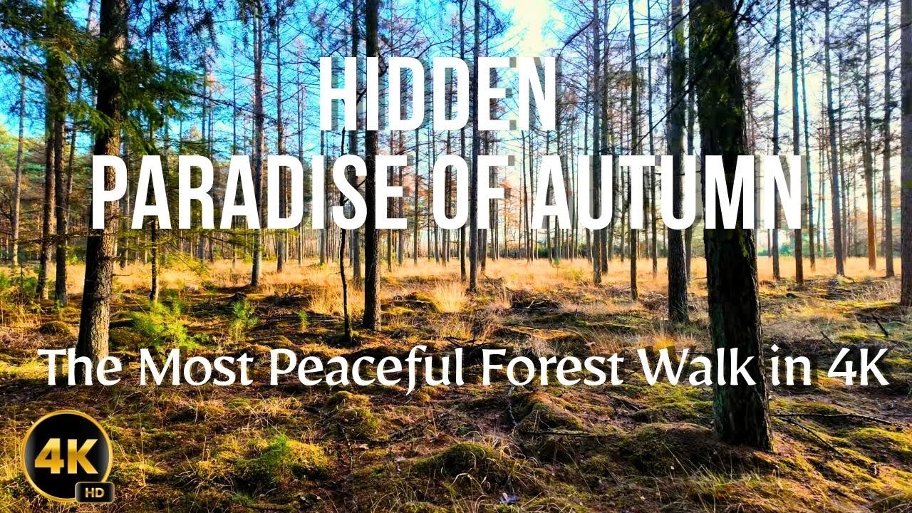 Hidden Paradise of Autumn 🍂 | The Most Peaceful Forest Walk in 4K #4kvideo #naturevibes