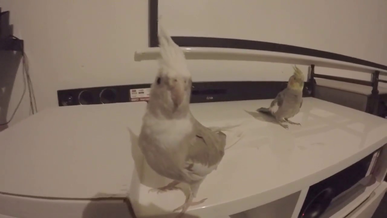 Updates on my pet cockatiel