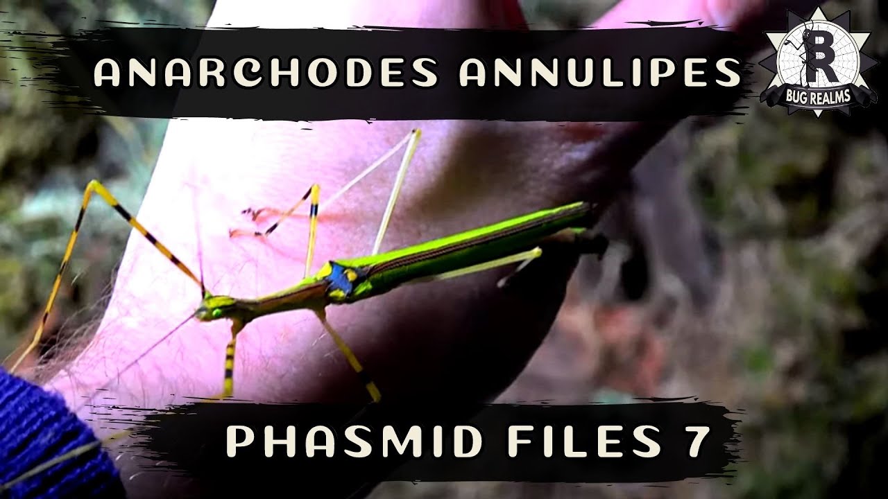 Phasmid Files #7 Anarchodes  annulipes - Malaysian Green Jewel Stick Insect