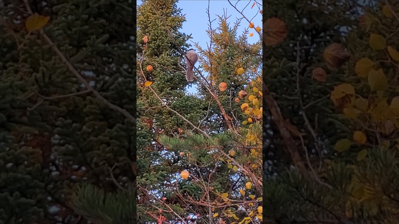 Beautiful and very friendly Canada Jays aka Gray Jay,  Whiskeyjack #maine #nature #birds