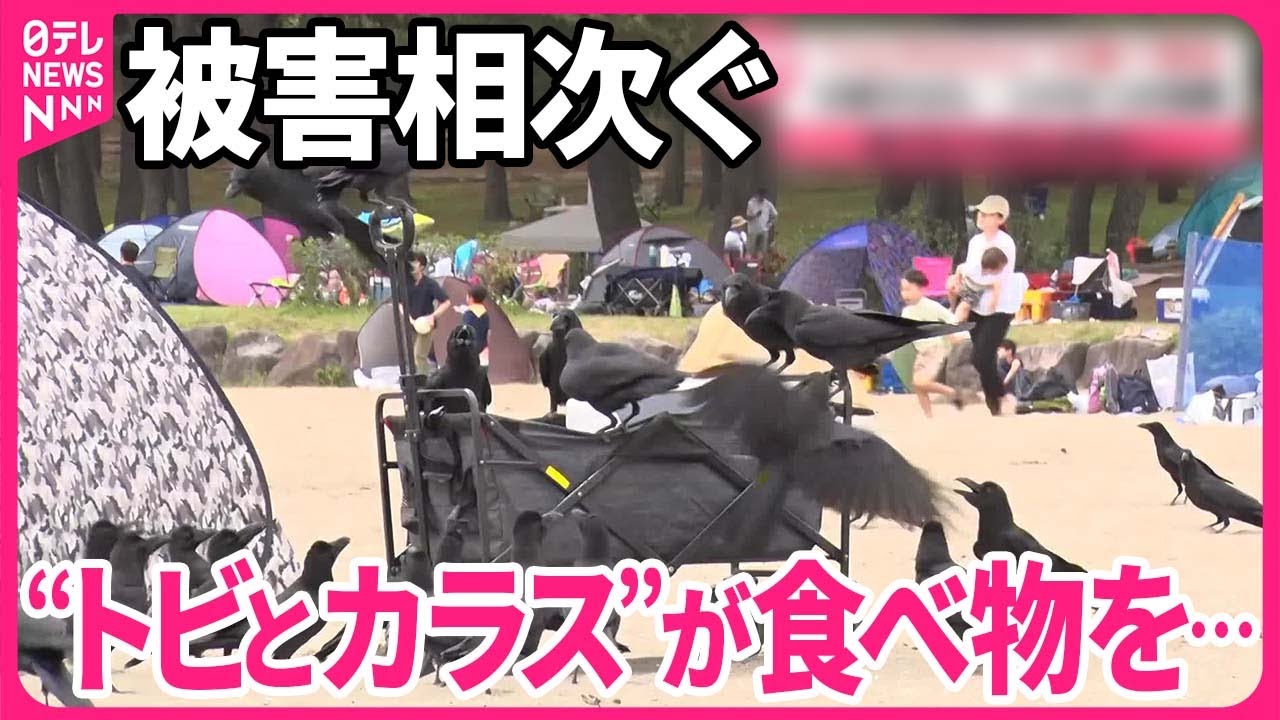 【危険】“トビとカラス”が…スキをついて食べ物を“強奪”？  対策するも…