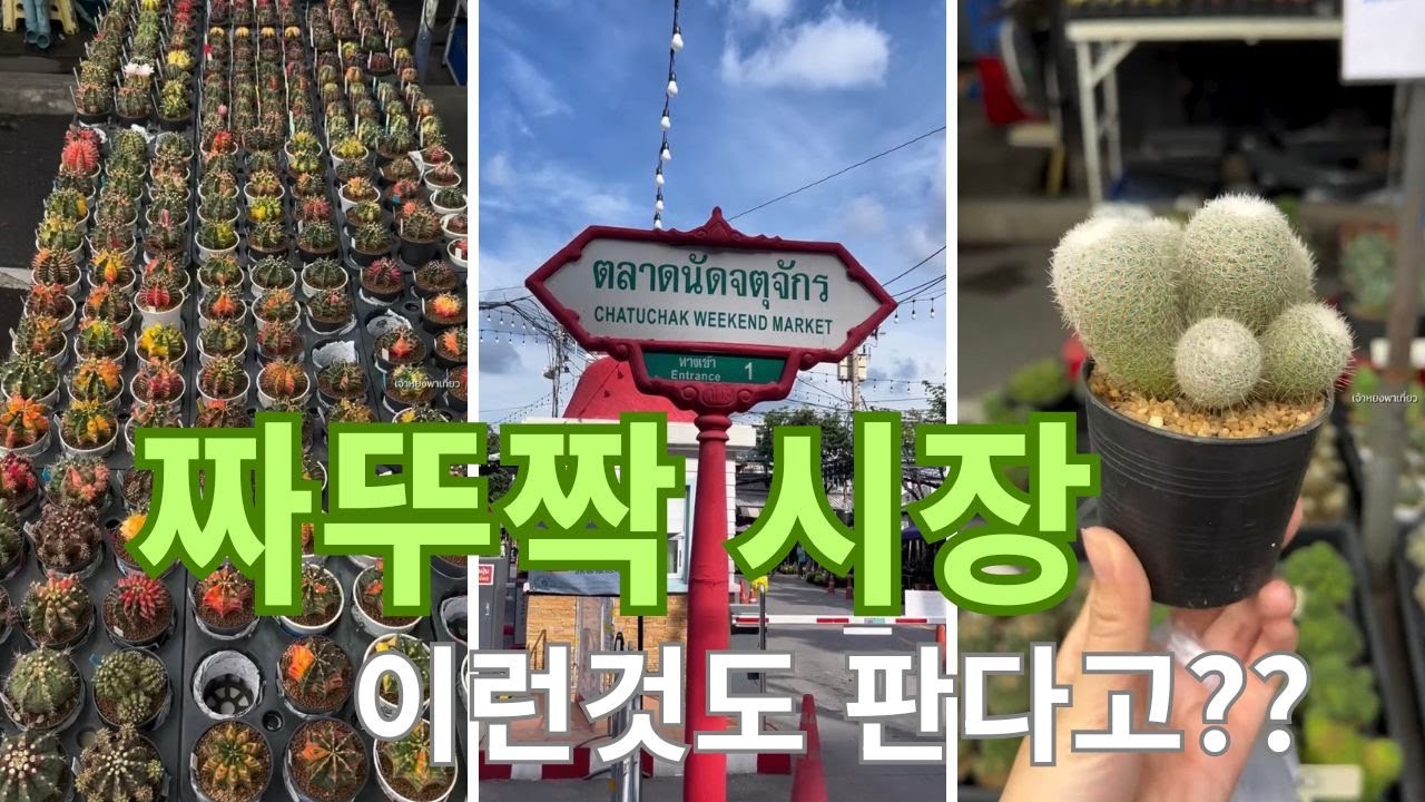태국일상/ 짜뚜짝시장 쇼핑리스트 뭐가 있을까? 빌라마켓가고 평일에 짜뚜짝 시장 가는 태국일상