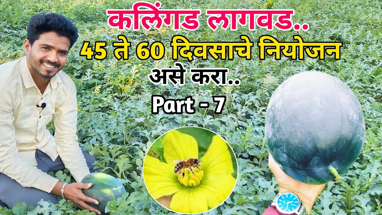 कलिंगड 45 - 60 दिवसाचे नियोजन असे करा | कलिंगड |#PracticalFarming #kalingad
