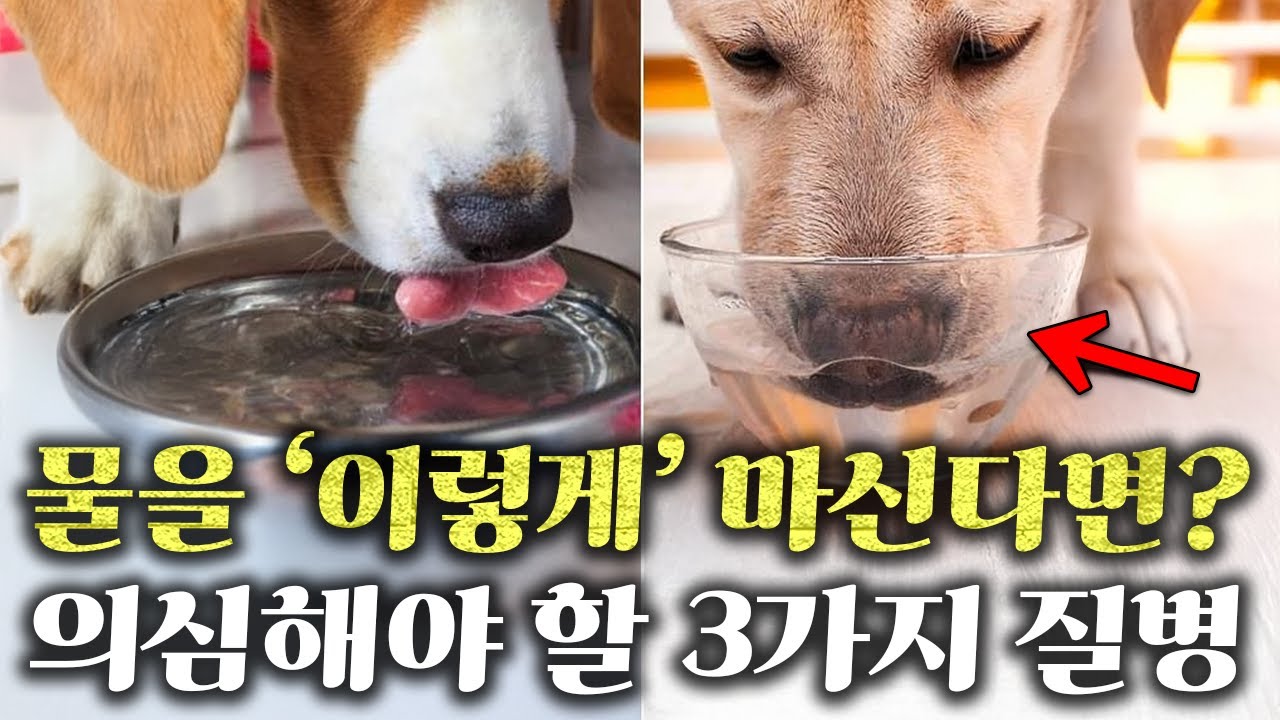 우리 반려견이 갑자기 물을 많이 마신다면 의심해야 하는 질병 3가지