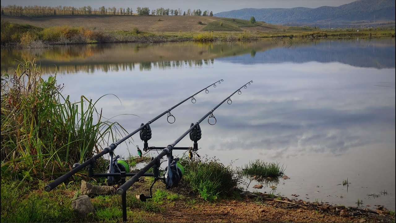 Осенняя рыбалка на карпа🎣 Активный клёв на флэт кормушки #карась #carp #flat #рыбалка #fishing #карп