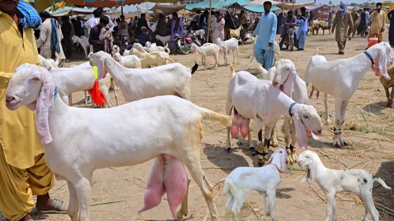 New update Dera Ghazi Khan Mundera and Bakra Market first video after the flood with complete inf...