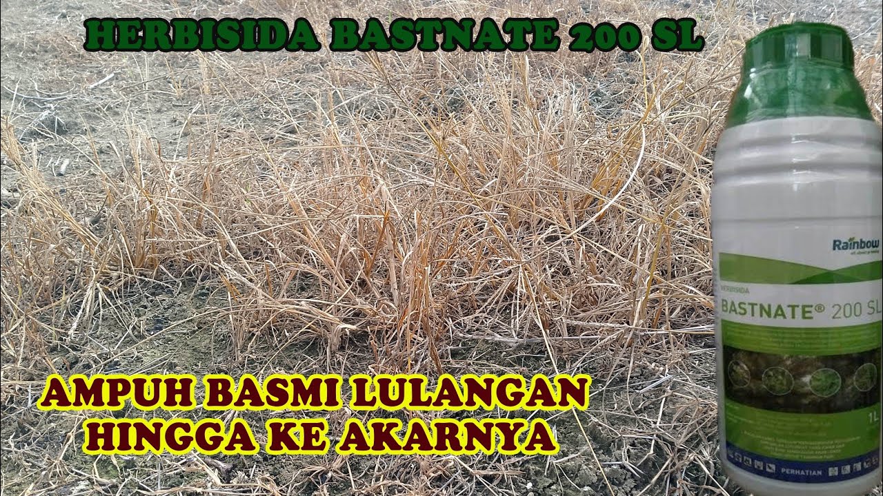 Herbisida BASTNATE pembasmi LULANGAN sampai ke akarnya