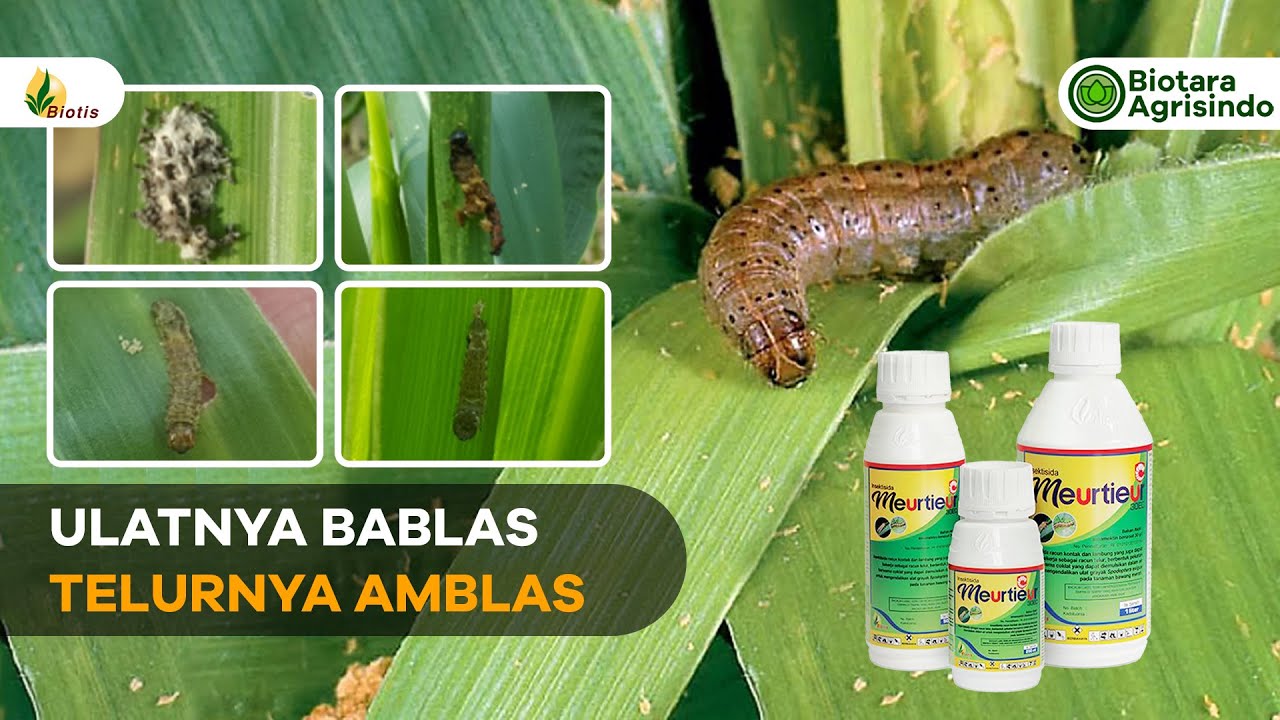 MEURTIEUR 30 EC || 100% AMPUH MENGATASI ULAT FAW PADA TANAMAN JAGUNG
