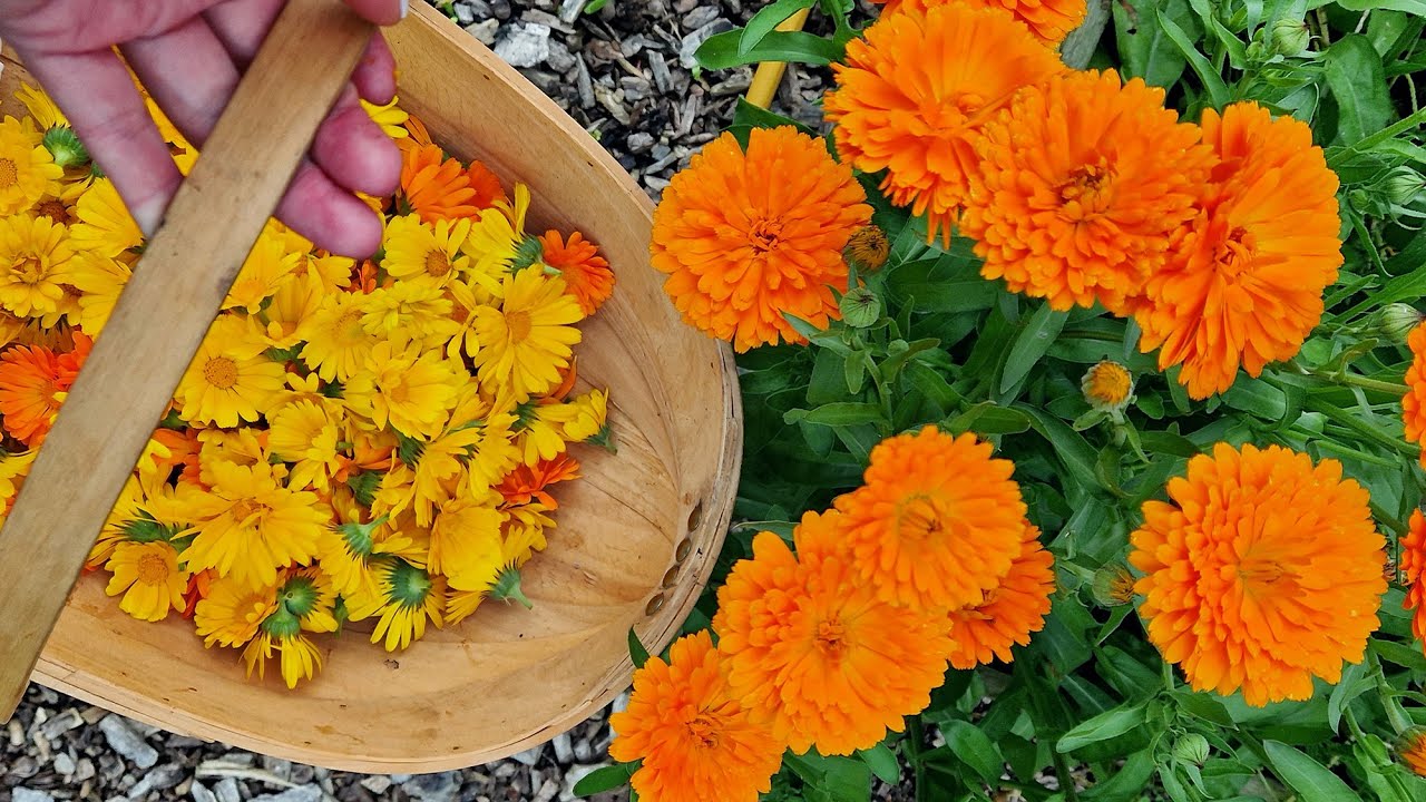 Growing and harvesting Calendula Flowers
