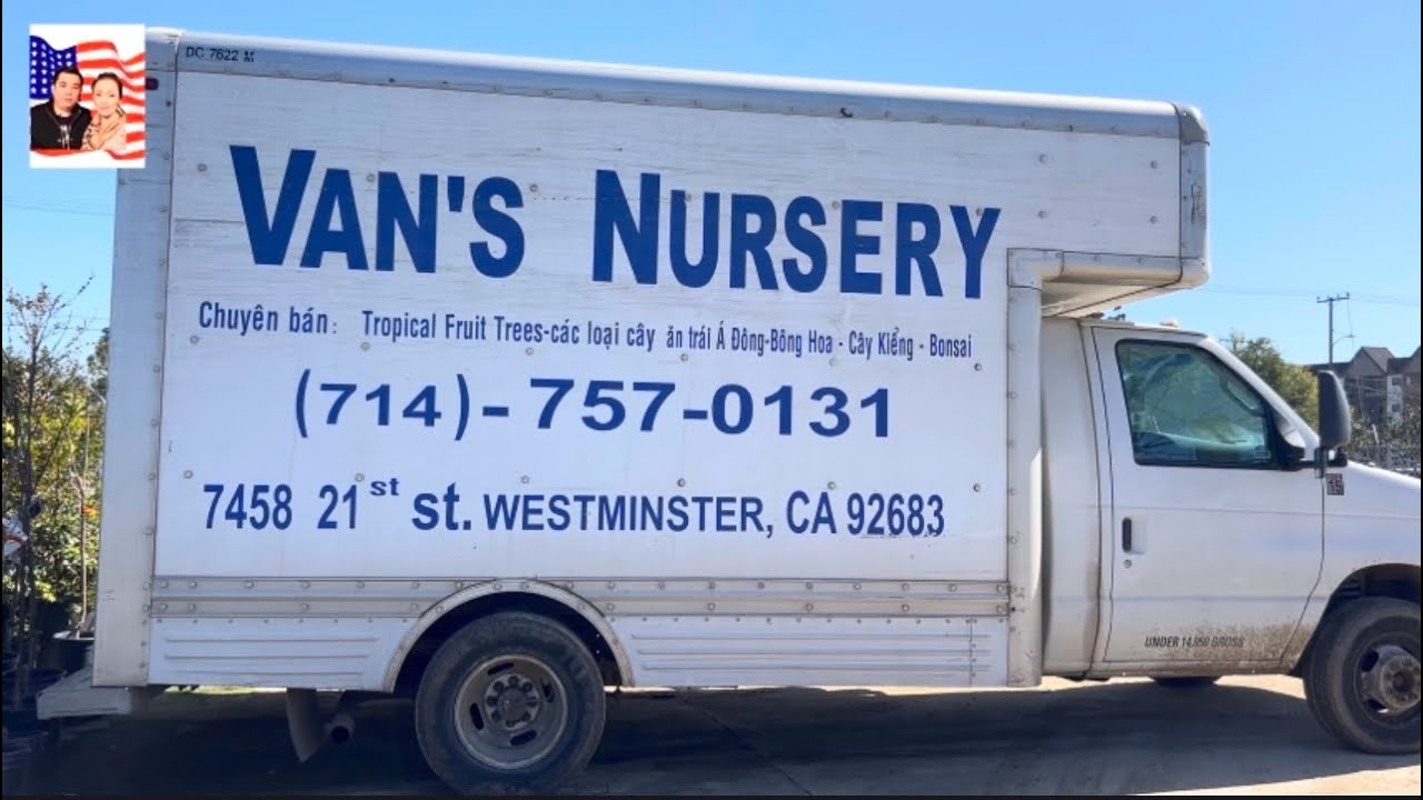 🤩🎁 VAN  nursery có bán lan úc chơi tết và các loại cây ăn trái 💐👍
