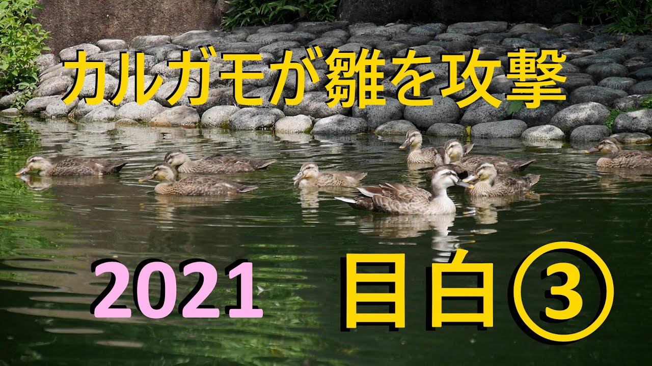 カルガモの雛を襲うカルガモ【2021】目白庭園～1か月で成長した雛たち