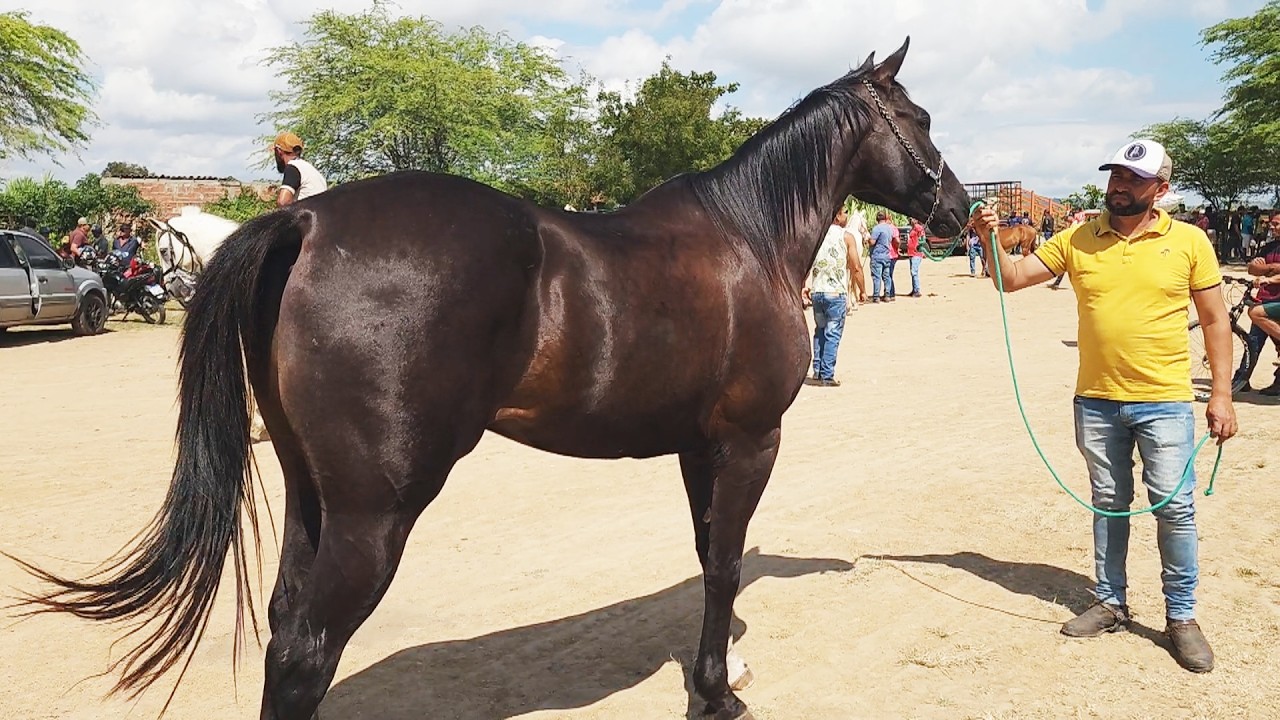 FEIRA DE CAVALOS EM ALTINHO-PE  11-10-2025 #nordeste