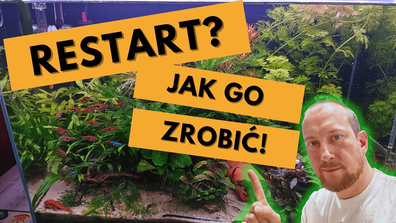 Jak zrobić restart akwarium? - Poradnik dla początkujących KROK PO KROKU