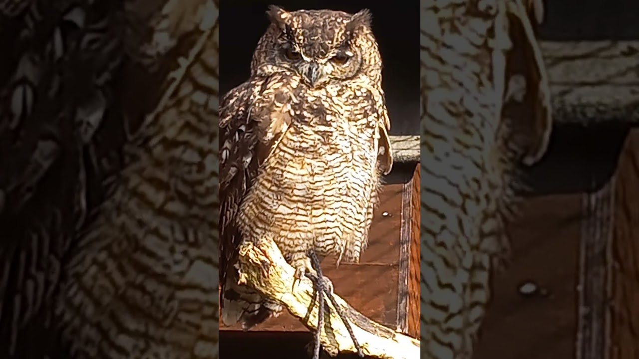 AFRICAN SPOTTED EAGLE OWL