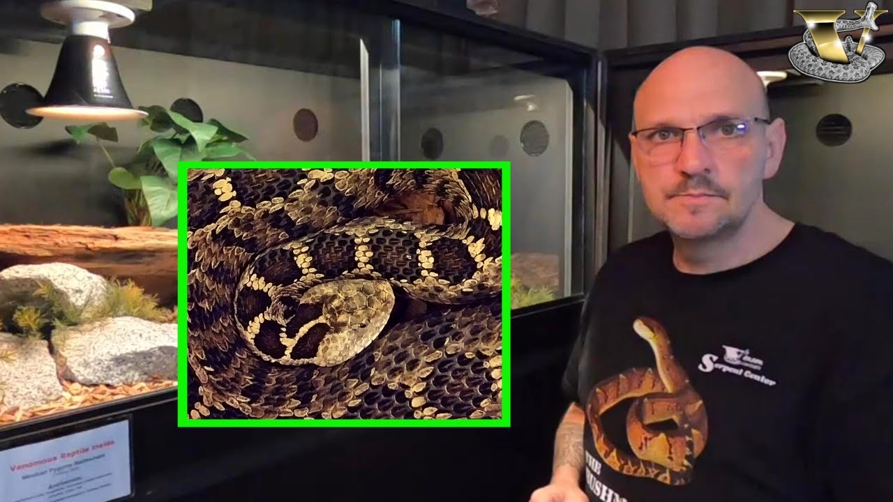 We Found The World's Smallest Rattlesnake