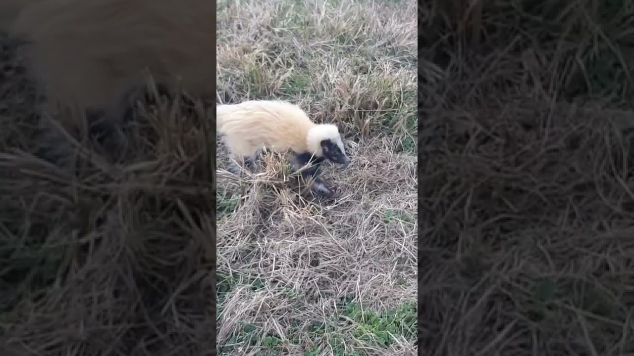 I Found a White Skunk