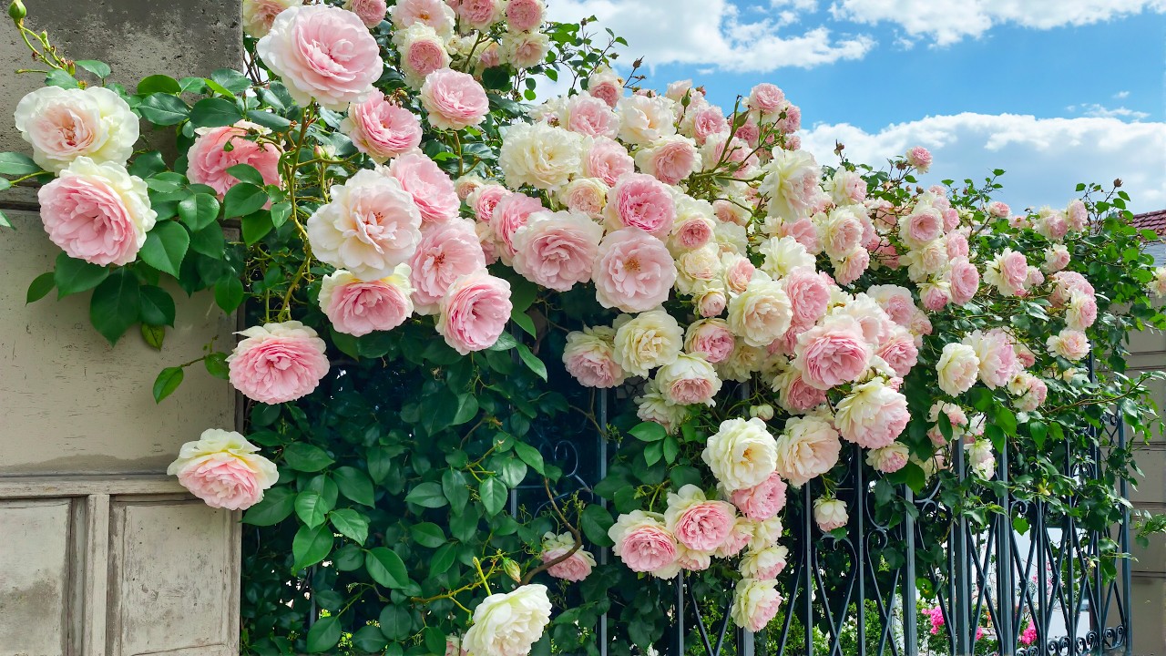 Розовые облака покоя 🌸 Уютный сад, где можно расслабиться и снять стресс 🌿💗