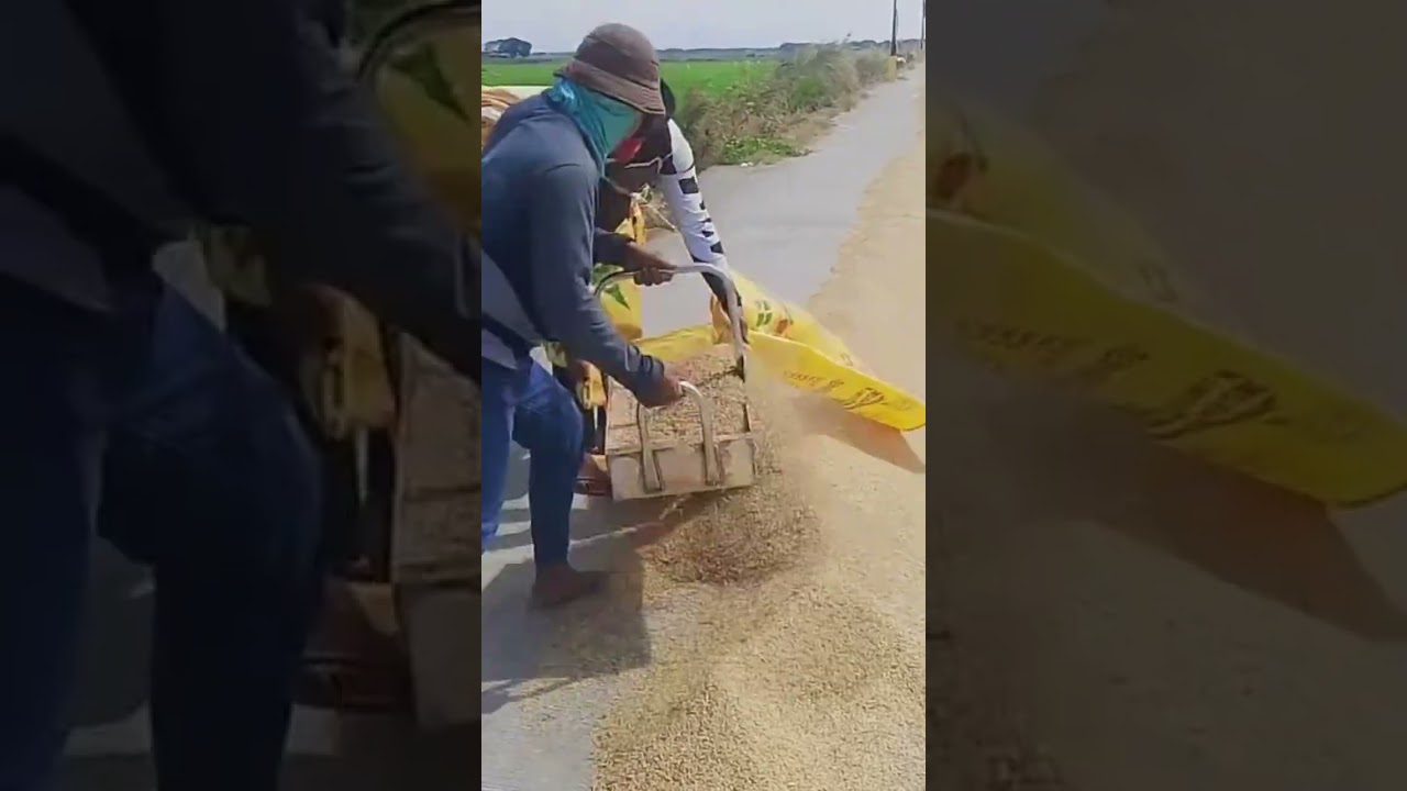 one of the easy processes for filling sacks with corn kernels#shorts #trending #viral