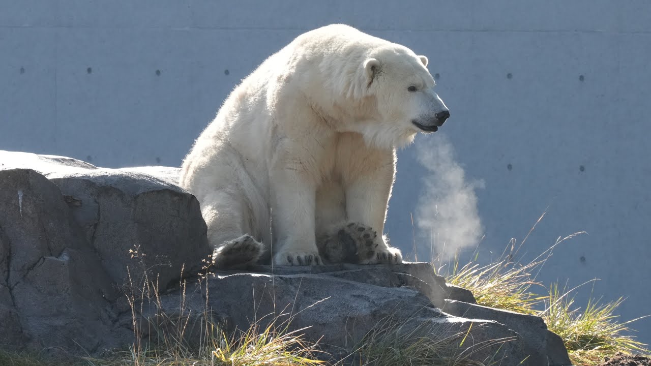 2025 11 27 円山動物園 リラ ライト ララ