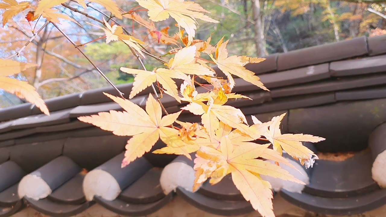 NAEJANGSAN 내장산 ll ONE OF THE BEST MOUNTAIN FOR AUTUMN ADVENTURE IN KOREA ll 2021 ll ShinAmy신아미