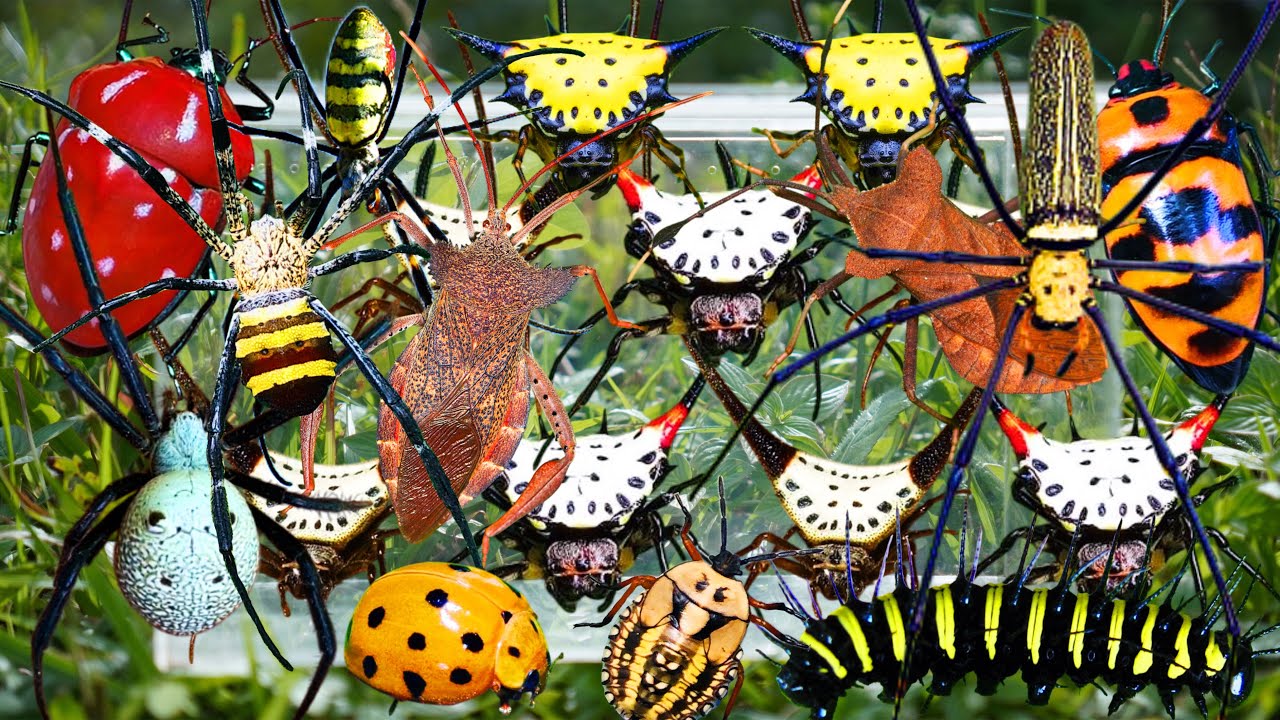 Hunting Exotic Insects in the Forest: Devil Horned Spider, Golden Orb Weaver Spider, Rare Stink Bug
