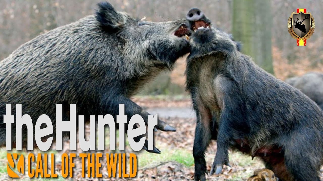 CUATRO COLINAS -BATIDA JABALÍES  MULTIPLAYER SPANISH HUNTERS GROUP- the hunter call of the wild#161