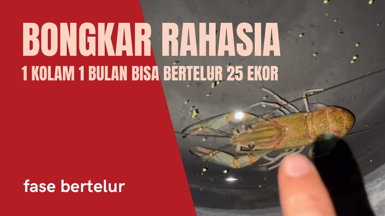 BONGKAR RAHASIA mempercepat proses bertelur Lobster Air Tawar, perbulan bisa bertelur 25 ekor!