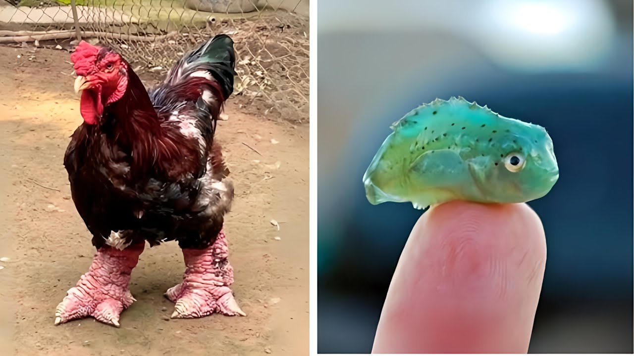 10 Weirdest Animal Features Explained! (Wrinkles, Punches & More) 🧠🐾