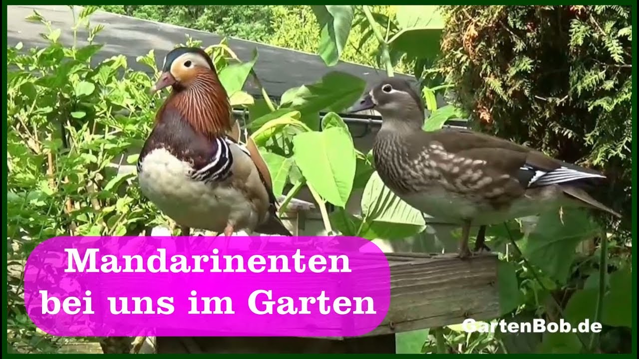 Mandarinenten bei uns im Garten