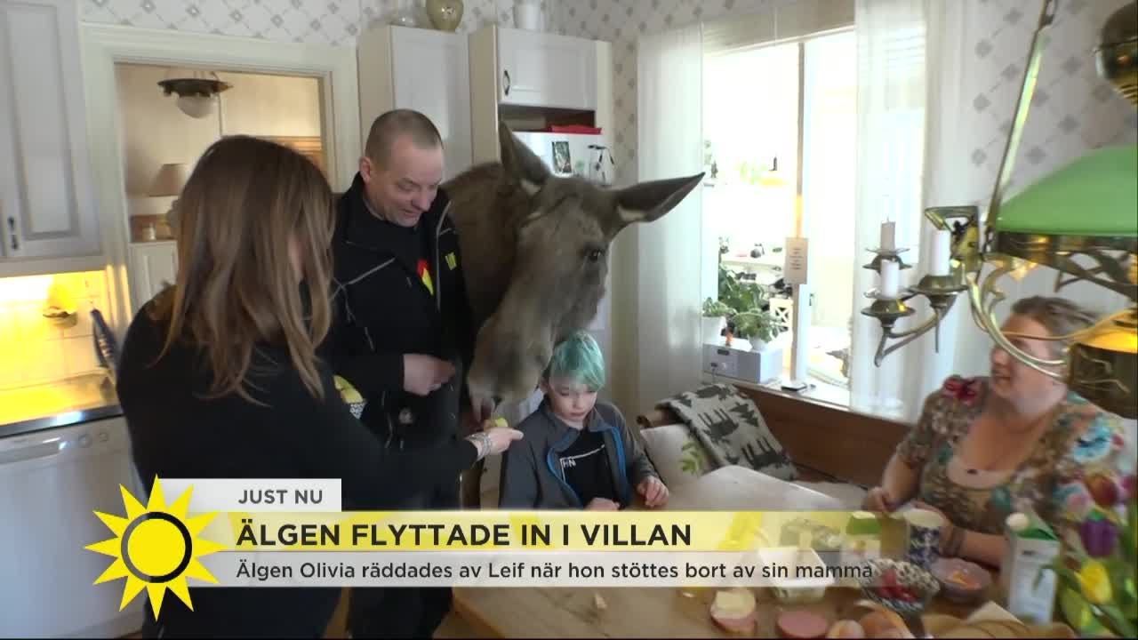 Älgen Olivia flyttade in i villan – 