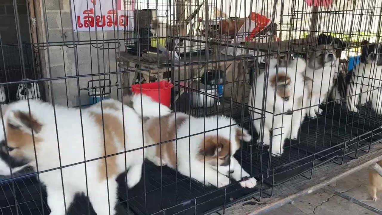 แวะดูฟาร์มหมาพันธุ์บางแก้ว🐶